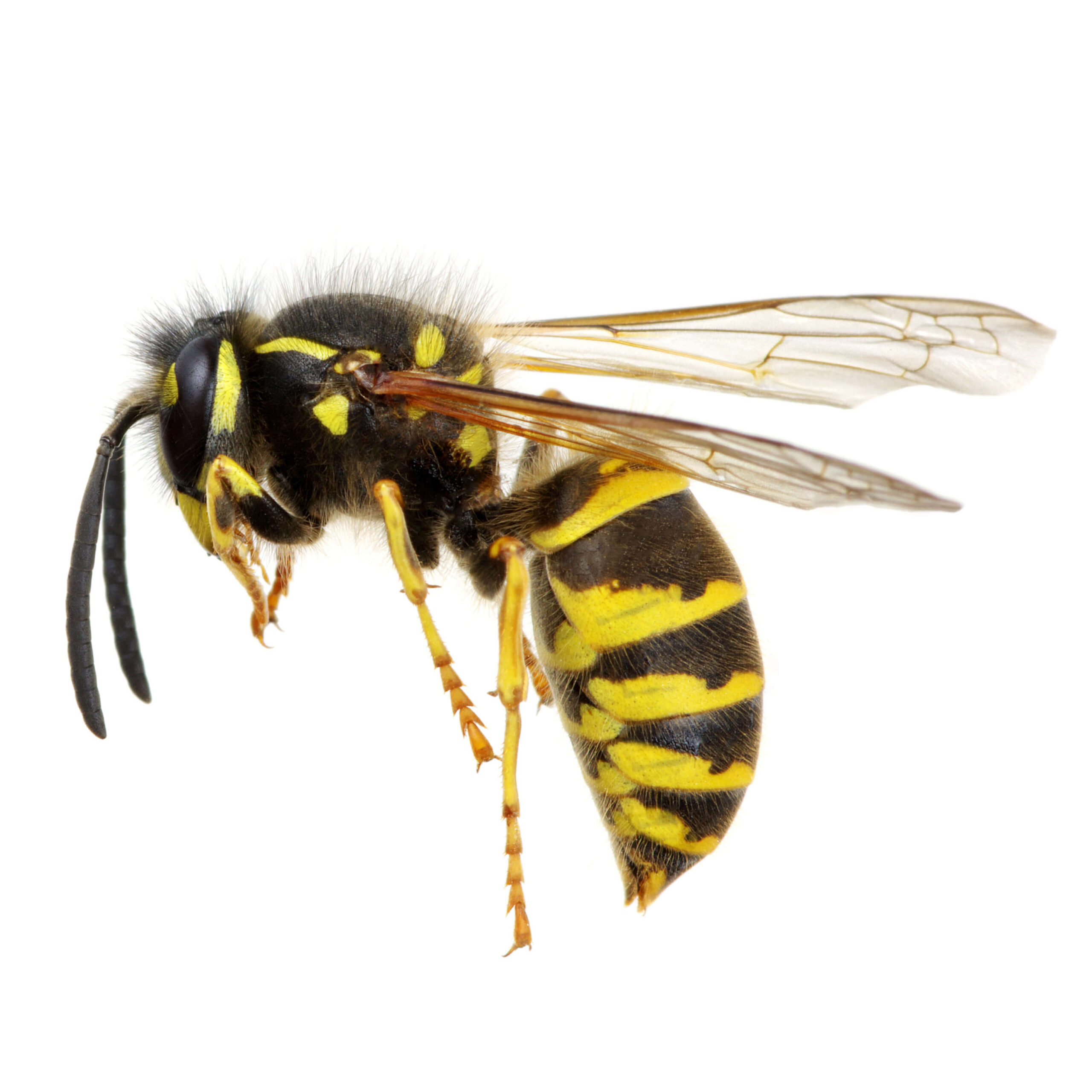 Don’t let insect bites or stings ruin your summer - SaTH