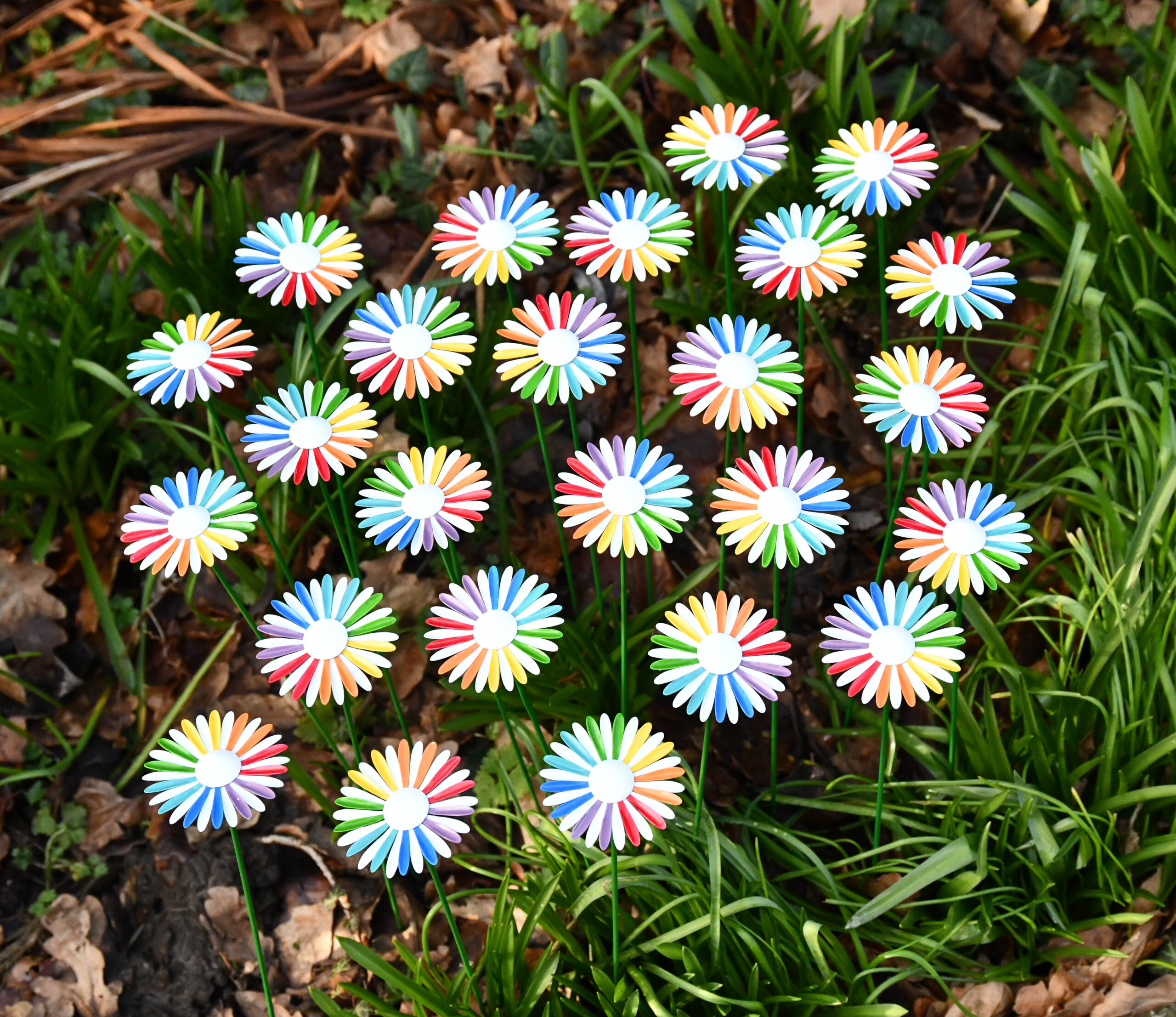 Rainbow Daisy cluster