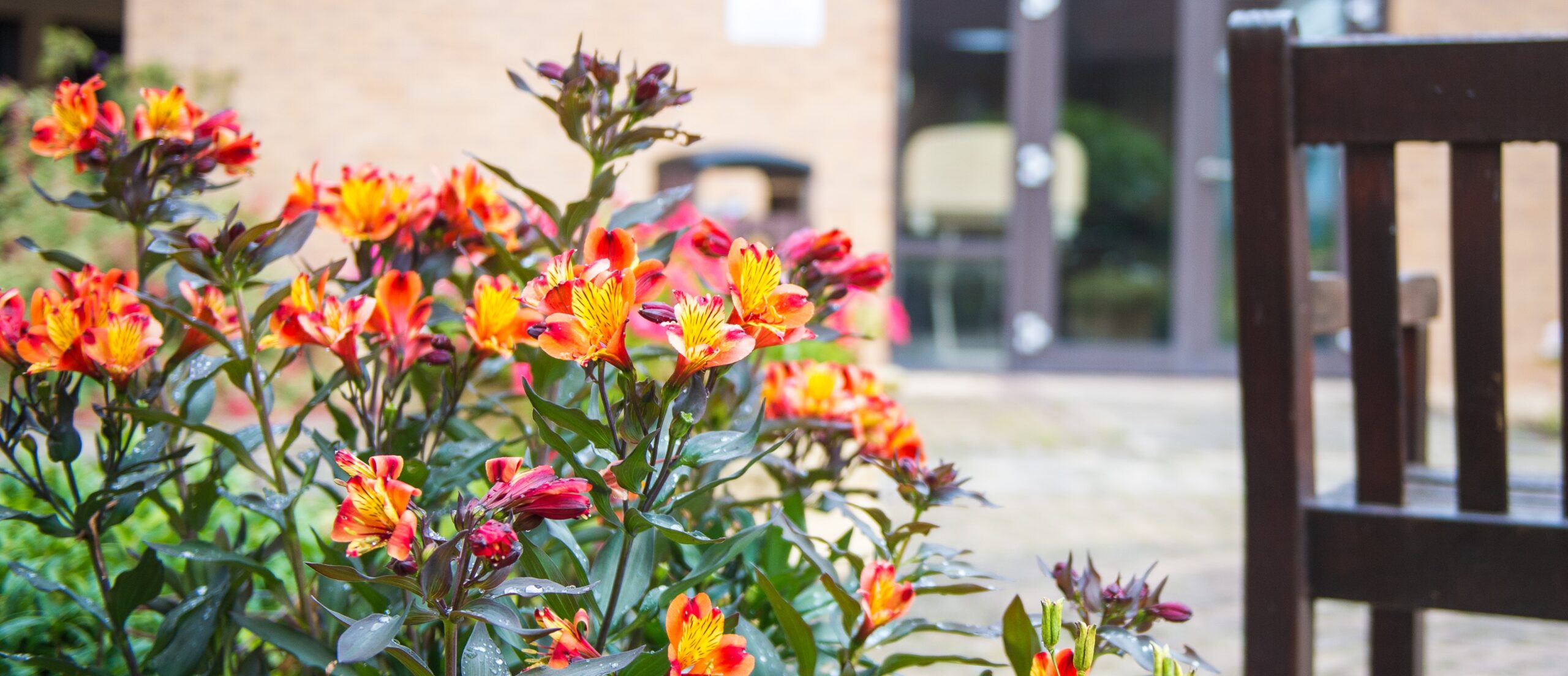 Flower in a garden