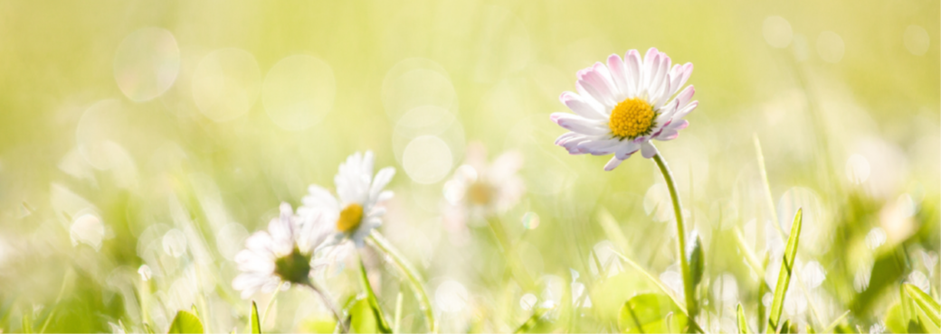 A photo of daisies 